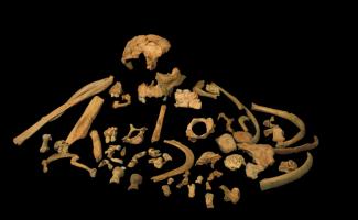 First direct dating of Homo antecessor