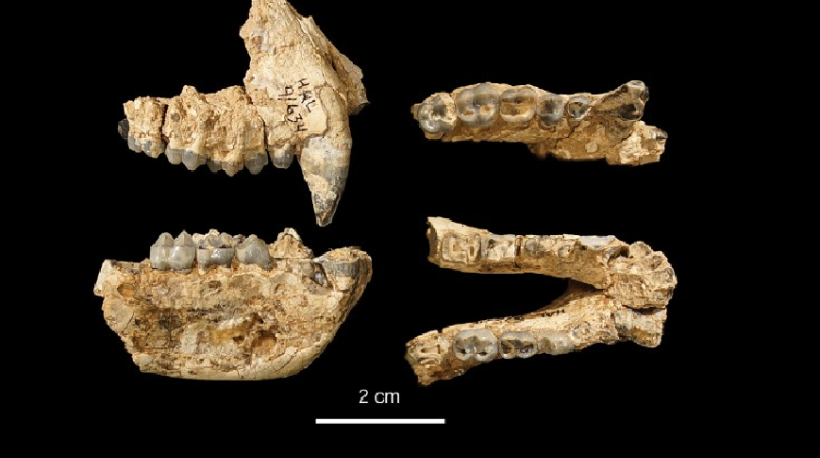 Maxilla and Mandible